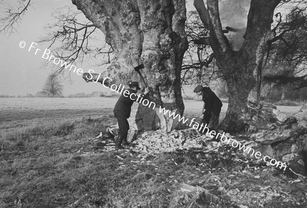 TREE FELLING AND WOODCHOPPING